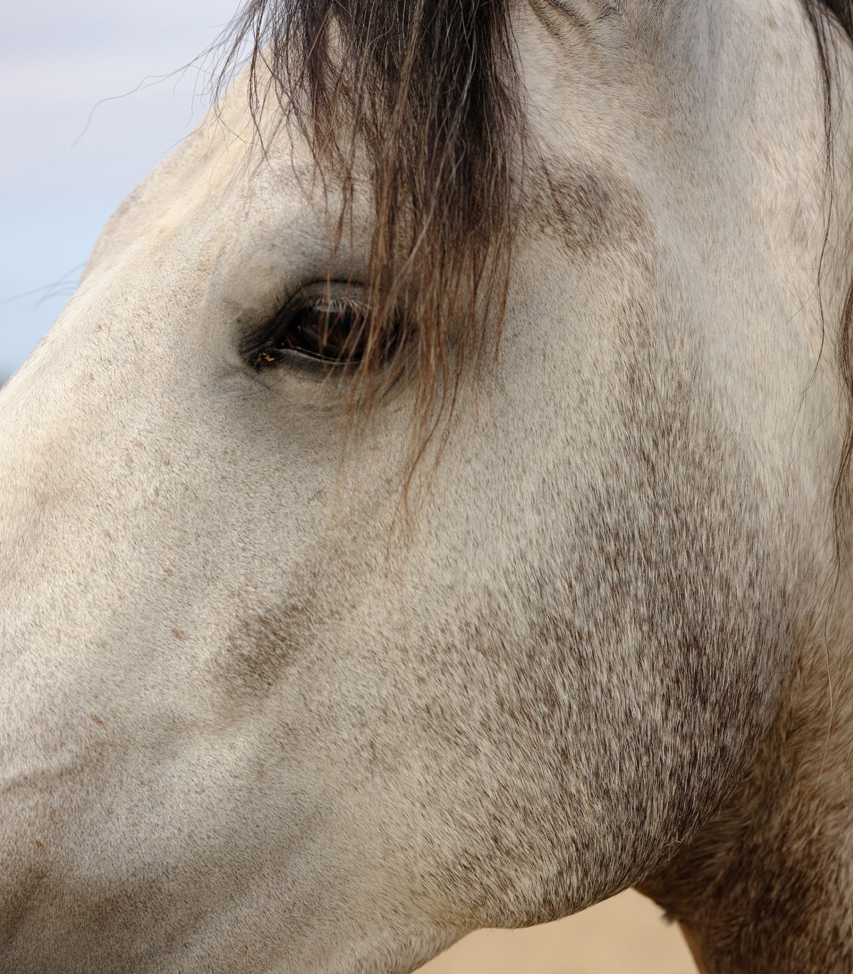 Porte dorée through Aleix Plademunt’s eyes